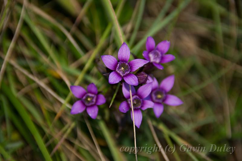 Field Gentian - Gentianella campestris, walk from Septmoncel IMGP3348.jpg